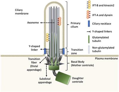 The Emerging Roles of Axonemal Glutamylation in Regulation of Cilia Architecture and Functions